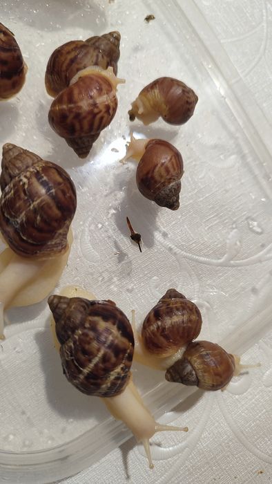 Равлики Ахатіни, равлики