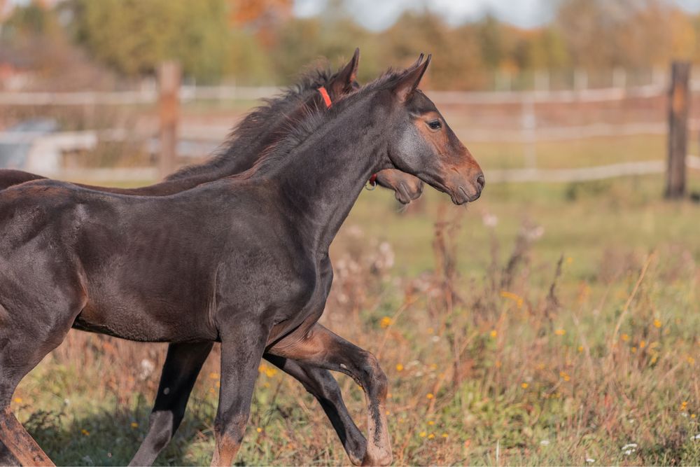 Ogierek 2025 !! Sport !! Top Horse !!