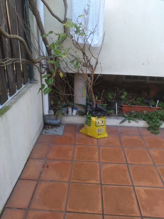 amoreira a dar fruto