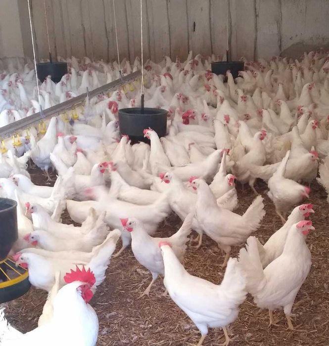 kury nioski młode LEGHORN SANDY BLANCA z jajkiem dowóz