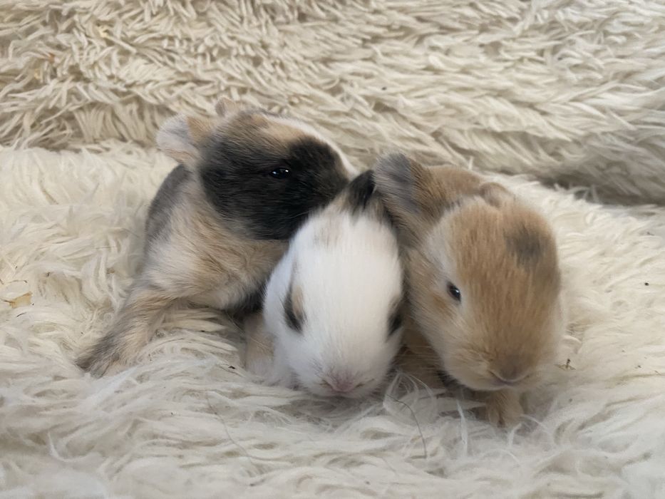 Królczek Mini Lop