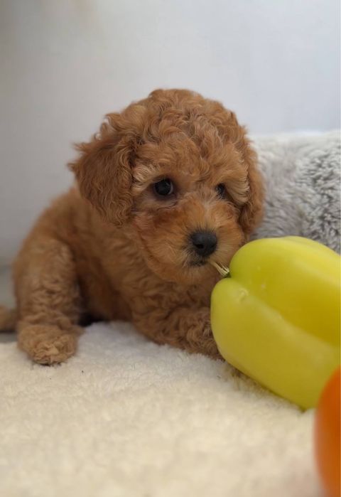 Продам дівчинку Мальтипу