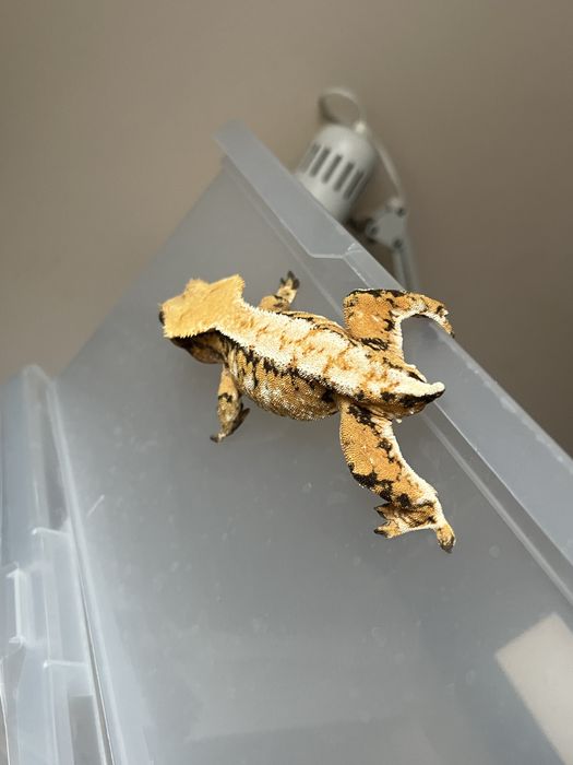 Gekon orzęsiony samica tricolor extreme harlequin