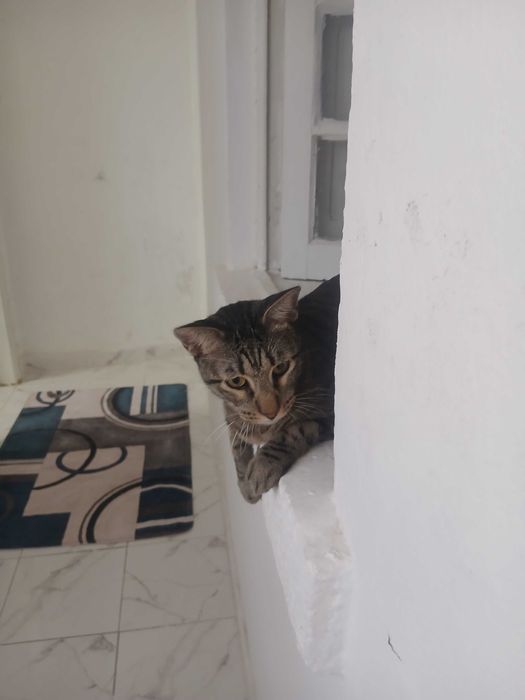 Gato malhado para doar