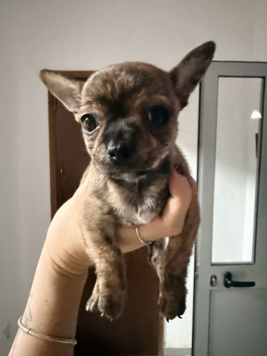 Chihuahua malhadinho macho