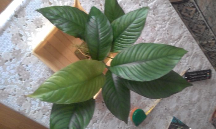 Анубиас  Пинера, хастифолия, глабра  и другие.