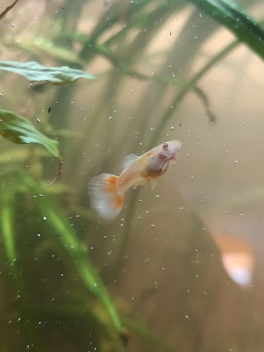Gupik albino blue/red topaz