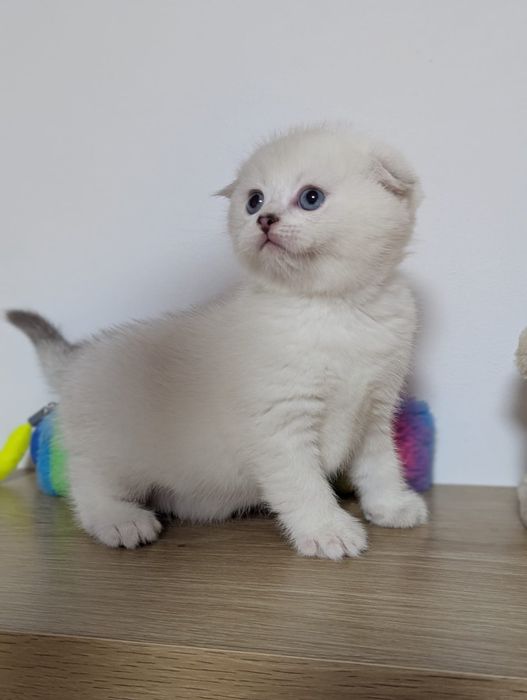 Kot rasy Scottish Fold, rodowód