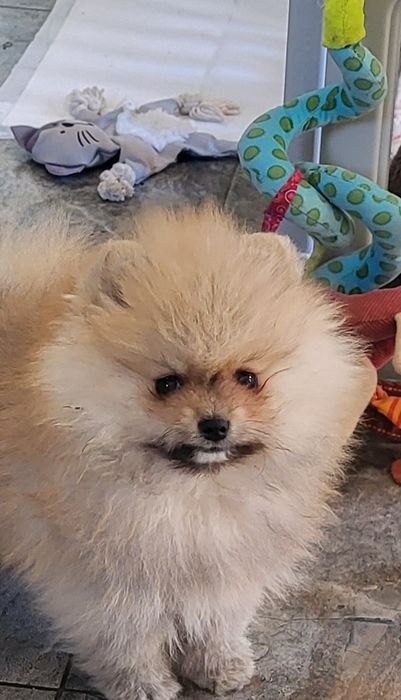 Szpic miniaturowy pomeranian - pies