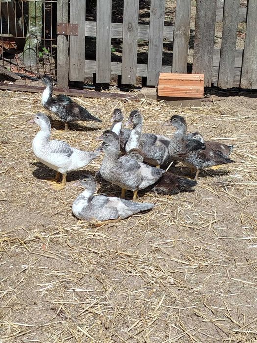 Patos mudos com 2 meses