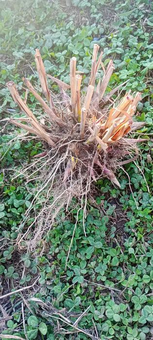 miskant memory  duża sadzonka kopana z gruntu