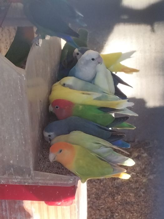 Agapórnis de todas as cores
