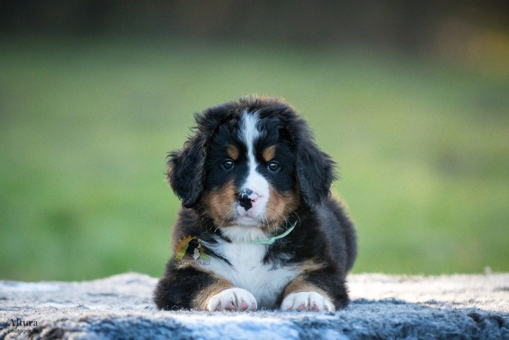 Berneński Pies Pasterski Yamal szczeniak