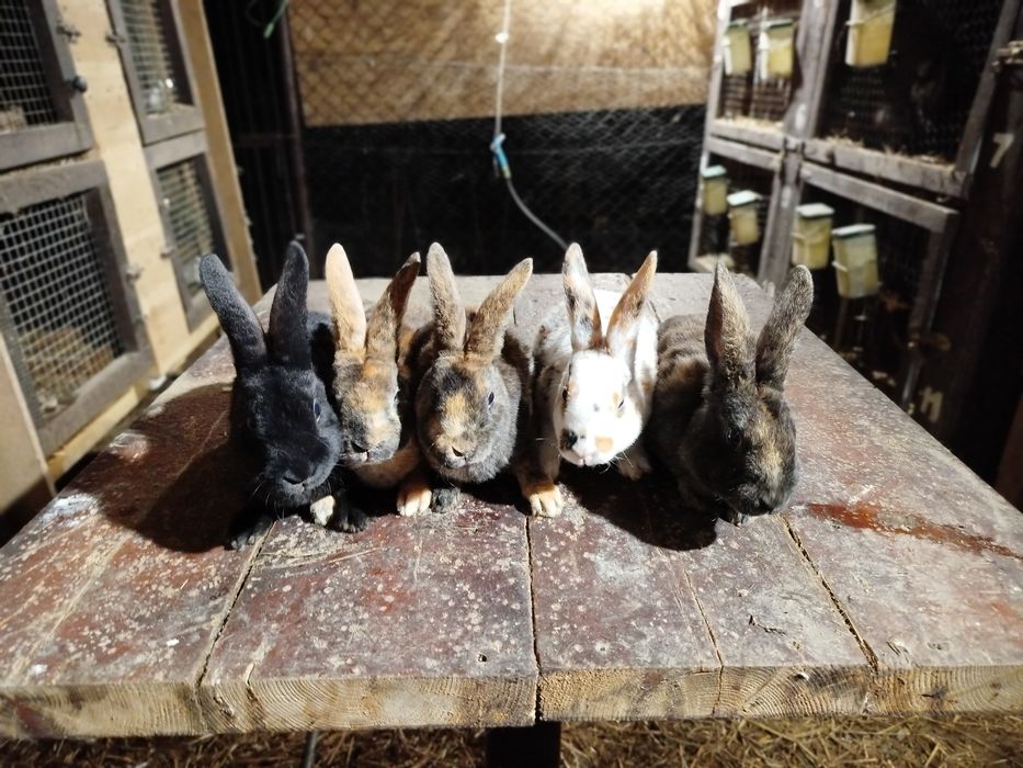 Sprzedam króliki różnej czystej rasy (opis)