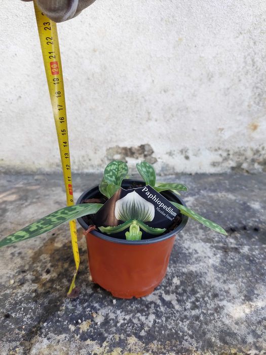 Orquídea paphiopedilum maudiae femma