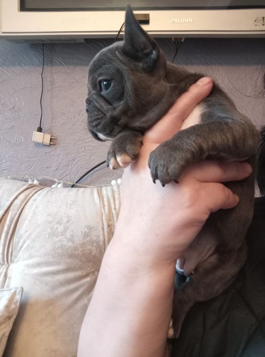 Голуба дівчинка французького бульдога