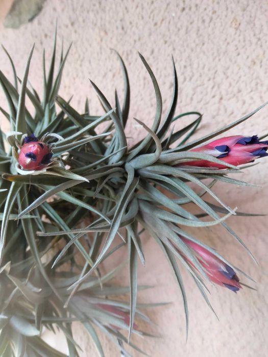 Tillandsia planta aérea