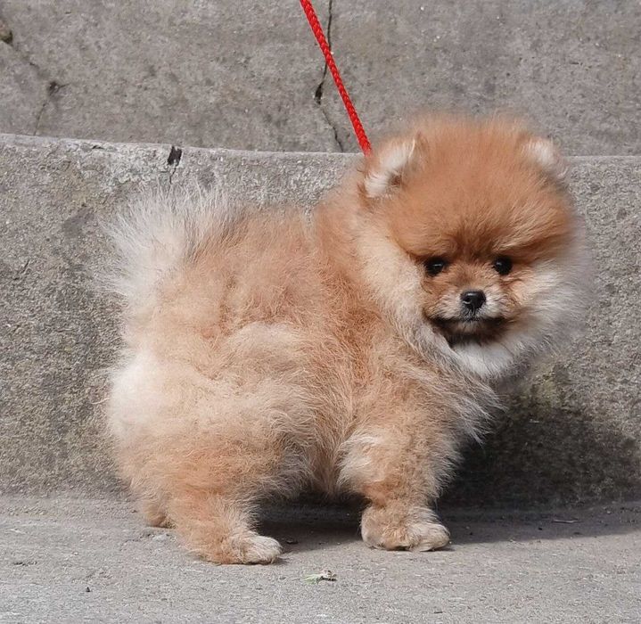 грайливий хлопчик