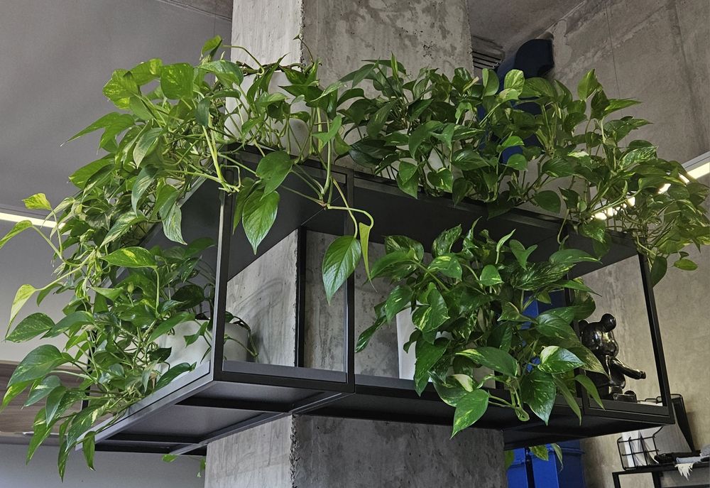 Фітодизайнер, спеціаліст по догляду за кімнатними рослинами