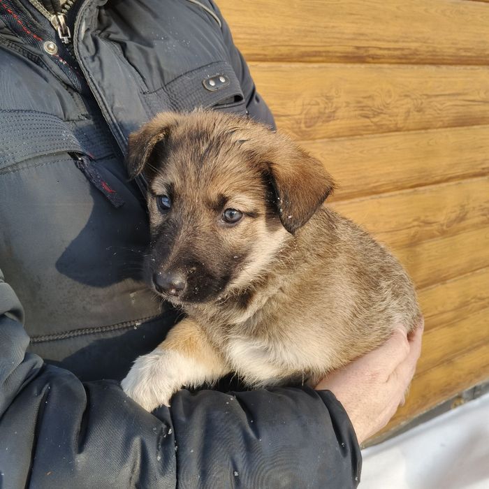 Продам щеня вівчарки