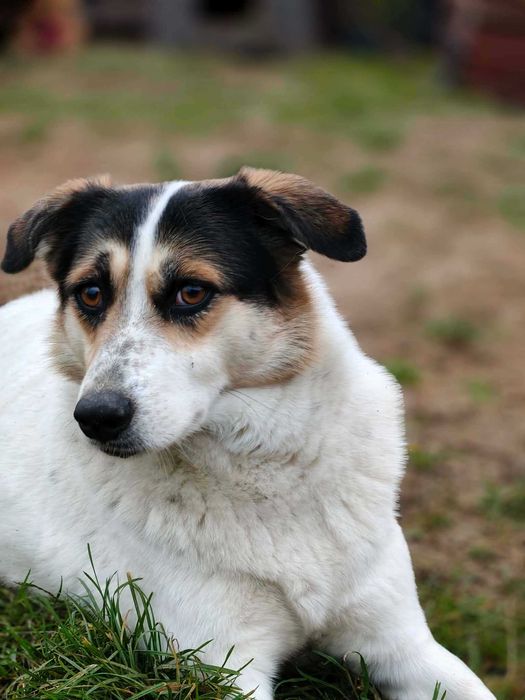 Daj dom skromnej Żelce