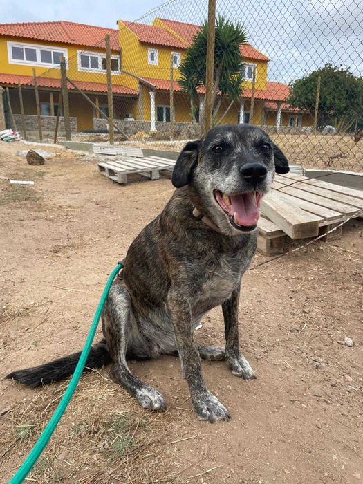 Jane - Para Adopção