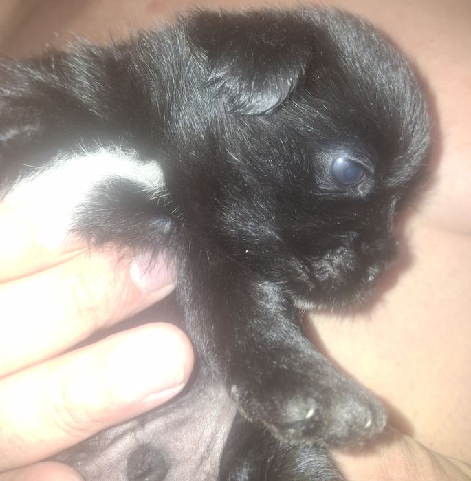 Pieski po matce shih tzu