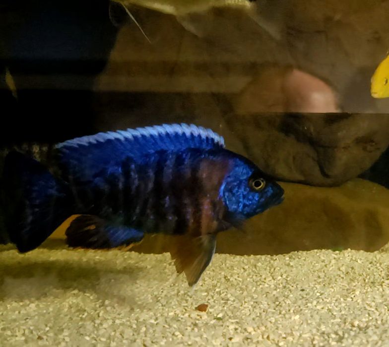 Aulonocara hansbaenschi