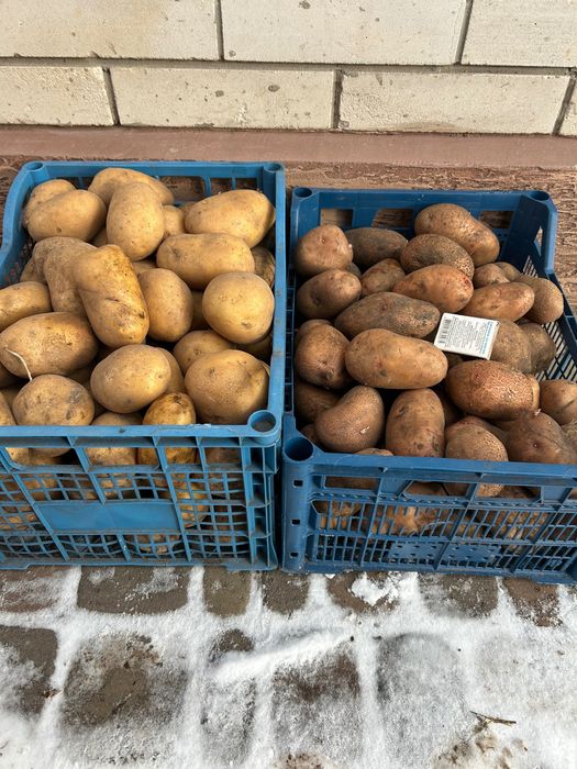 Продам картоплю сорту Славянка, Арізона