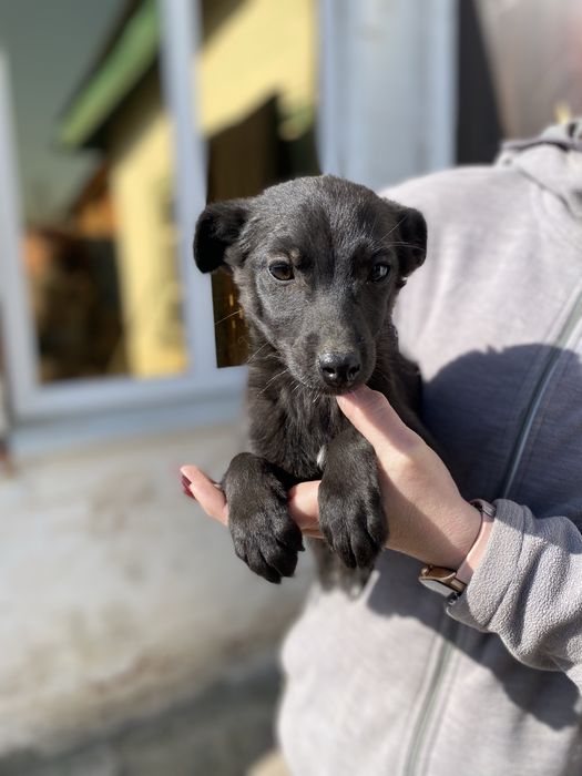 Цуценята в добрі руки