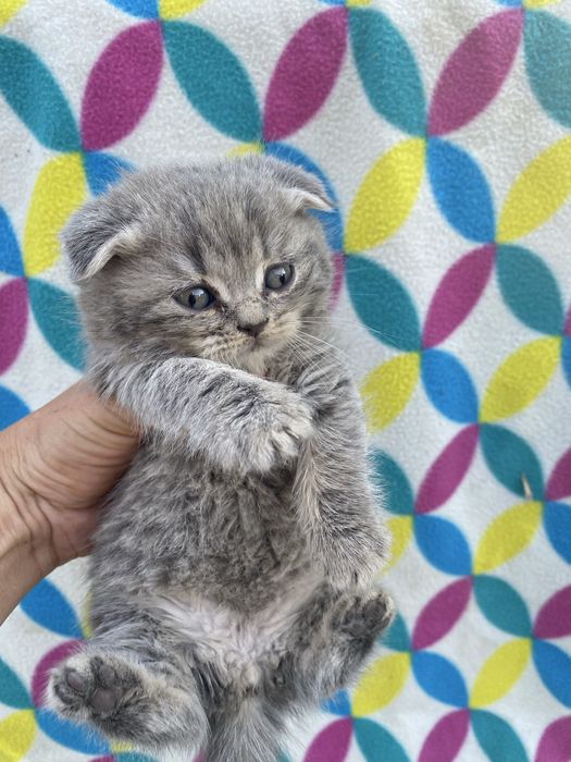 Шотландське кошеня .