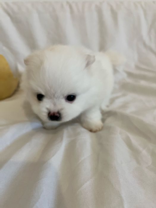 Pomeranian szczeniak