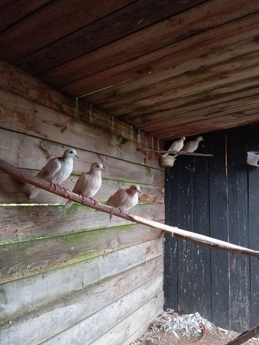 Sprzedam gołębie cukrówki