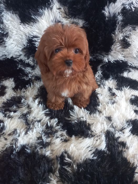 Cavapoo F1 dziewczynka mini. Badania genetyczne