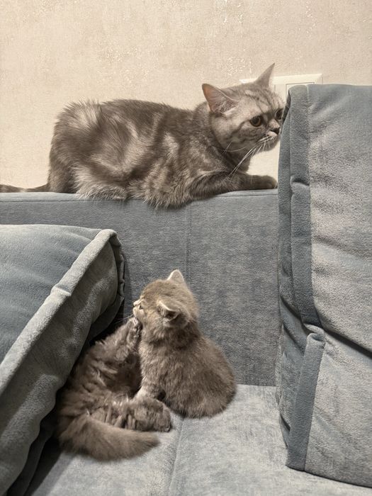 Шотландські кошенята