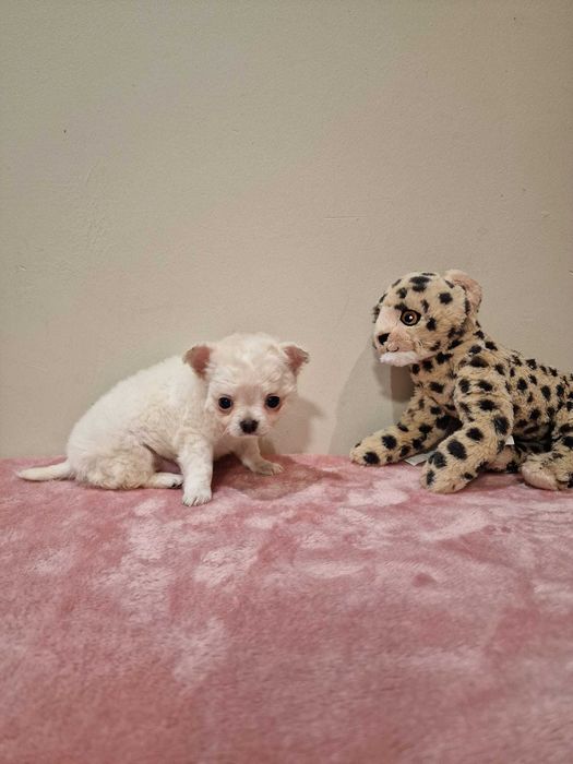 Chihuahua super miniatura Menino