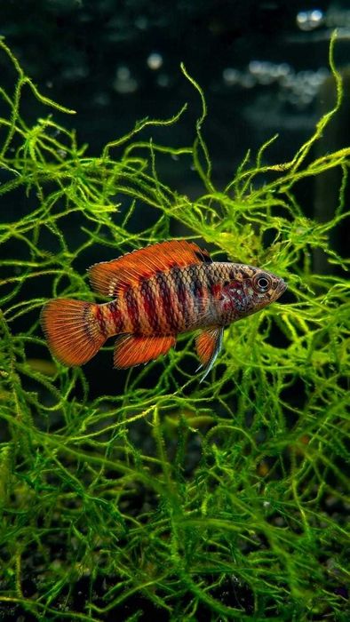 Badis Black Tiger Dario tigris