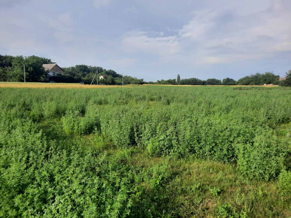 Земельна ділянка 14 соток