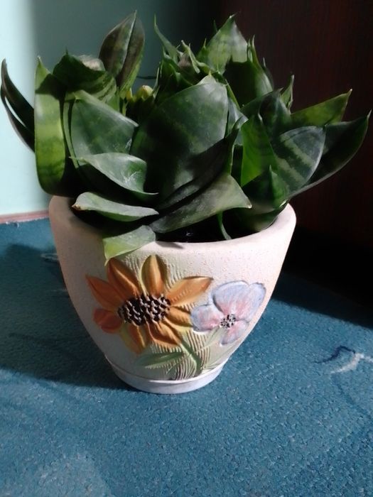 Сансев'єрія. Тещин язик. Щучий хвіст.