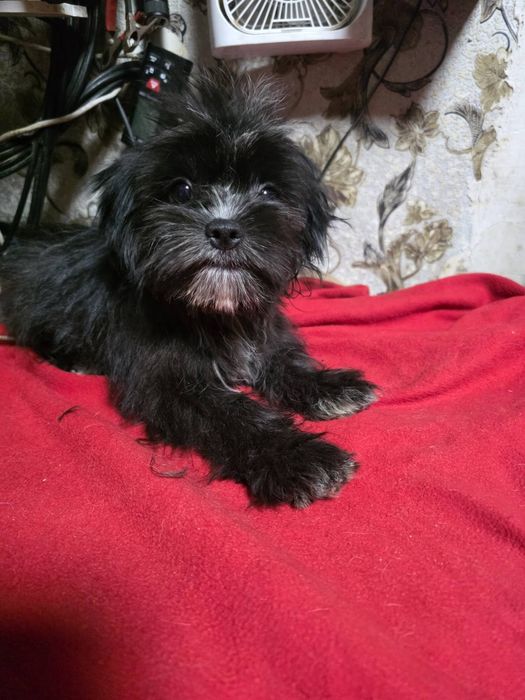 Мальчик   Мальтипу