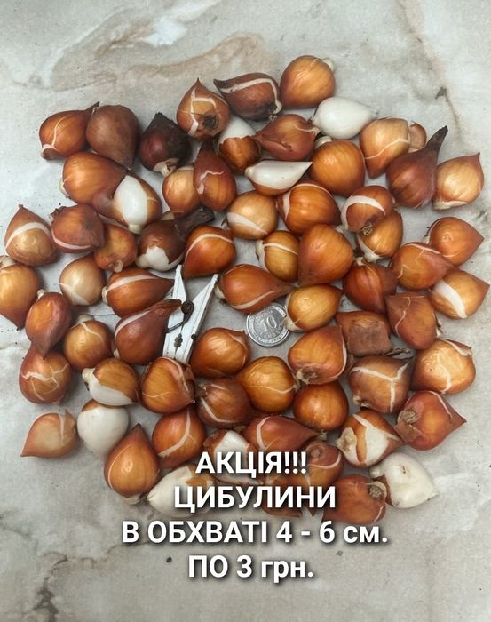 Цибулини тюльпанів/АКЦІЯ!-15%/ тюльпани з Нідерландів