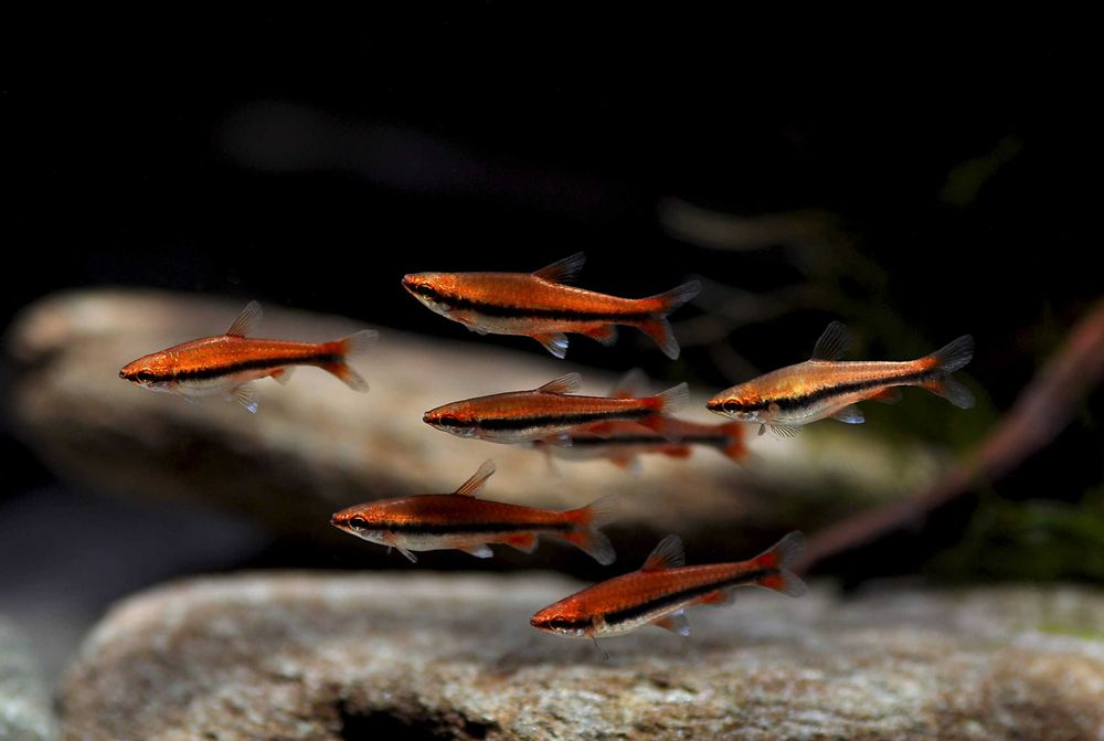 Drobnoustek Beckforda - Nannostomus beckfordi - dowóz, wysyłka