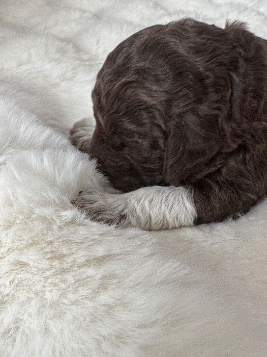 Lagotto Romagnolo piesek FCI ZKwP