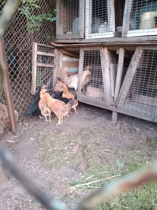 Продам курей та півня