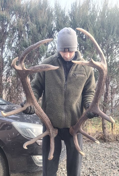 Poroże jelenia zrzuty