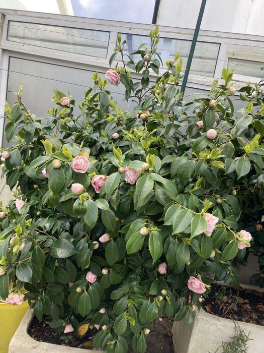 Vendo duas camélias grandes