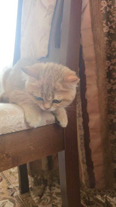 Золотий зеленоокий красунчик