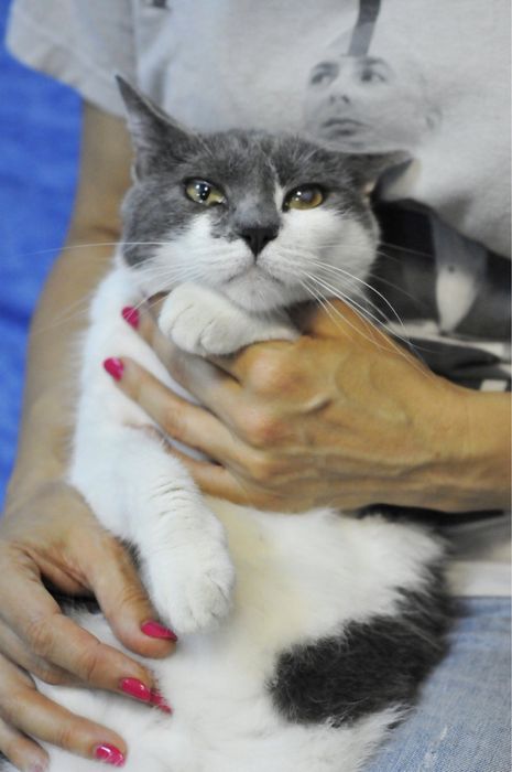 Добрая Кошечка Санни ищет  семью!