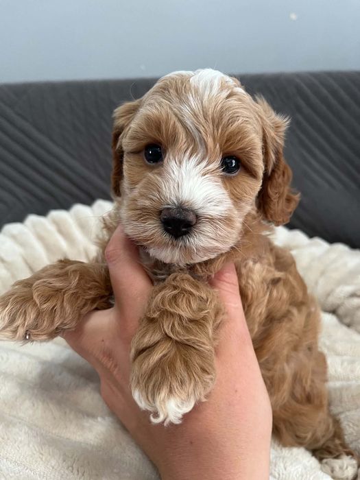Sprzedam suczke maltipoo