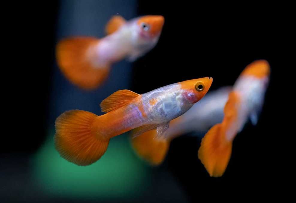 Гуппі червона кої